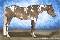 Horse Color:White Spotted Chocolate Palomino