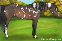 Horse Color:White Spotted Buckskin Sabino 
