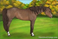 Horse Color:Liver Chestnut Sabino