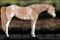 Horse Color:White Spotted Chestnut Ice