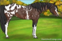 Horse Color:White Spotted Bay Appaloosa