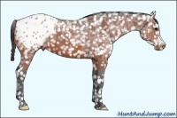 Horse Color:Bay Ice Appaloosa