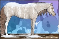 Horse Color:Classic Champagne Ice Appaloosa