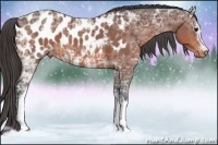 Horse Color:White Spotted Bay Ice Appaloosa