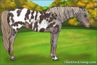 Horse Color:Liver Chestnut Sabino Near Leopard 