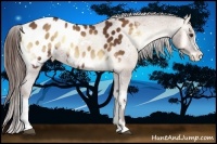 Horse Color:Red Onyx Appaloosa