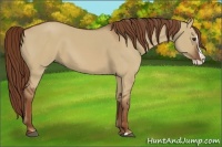 Horse Color:Red Dun Splash