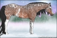 Horse Color:White Spotted Bay Ice