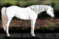 Horse Color:Gold Champagne Roan Appaloosa 