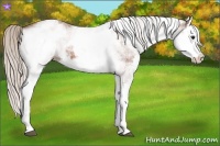 Horse Color:White Spotted Silver Bay Splash 