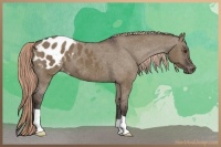 Horse Color:Liver Red Dun Appaloosa
