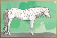 Horse Color:Liver Red Dun Near Leopard 