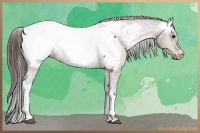 Horse Color:Bay Dun Appaloosa 