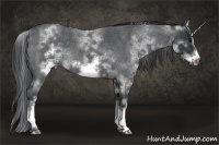 Horse Color:White Spotted Blue Roan Frame Rabicano 