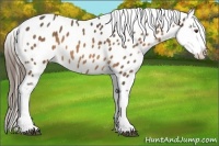 Horse Color:Buckskin Sabino Appaloosa