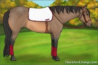 Horse Color:Buckskin Roan 