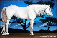 Horse Color:Chestnut Appaloosa