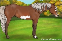 Horse Color:Silver Bay Frame 