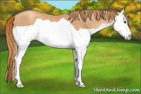 Horse Color:Gold Champagne Splash