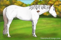 Horse Color:Chestnut Splash Tobiano