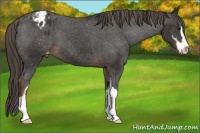 Horse Color:Liver Chestnut Sabino Appaloosa 