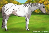 Horse Color:Brown Tobiano Appaloosa