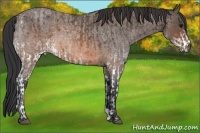 Horse Color:White Spotted Brown Rabicano and Brown Roan Rabicano