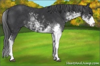 Horse Color:Black Sabino 