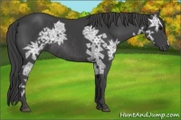 Horse Color:Smoky Black Ice Rabicano
