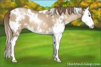 Horse Color:White Spotted Liver Chestnut Pearl Splash 