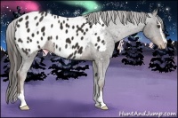 Horse Color:Liver Chestnut Sabino Appaloosa 