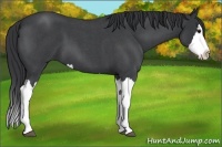 Horse Color:Blue Roan Splash 
