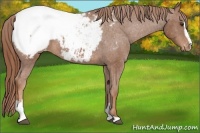 Horse Color:Chestnut Sabino Appaloosa 