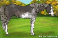 Horse Color:Liver Chestnut Sabino Splash 