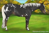 Horse Color:White Spotted Liver Chestnut Sabino 
