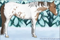 Horse Color:Buckskin Tobiano Blanket 
