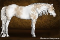 Horse Color:White Spotted Silver Buckskin 