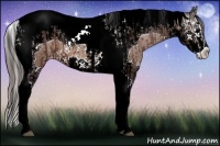 Horse Color:Bay Splash Tobiano Appaloosa  and Buckskin Splash Tobiano Appaloosa 