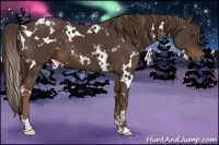 Horse Color:White Spotted Liver Chestnut 