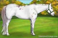 Horse Color:Nacre Liver Chestnut Sabino Splash 