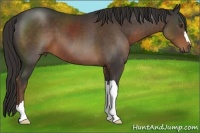 Horse Color:Liver Chestnut 
