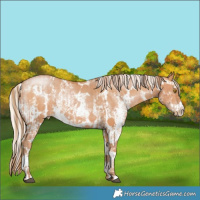 Horse Color:Bay Pearl Sabino and Silver Bay Pearl Sabino
