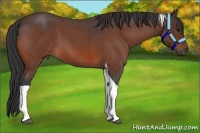 Horse Color:Bay Roan Tobiano 