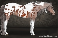 Horse Color:Bay Tobiano Appaloosa 