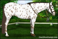 Horse Color:Classic Champagne Roan Appaloosa 