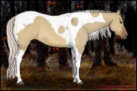 Horse Color:Silver Brown Dun Tobiano 
