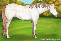 Horse Color:Buckskin Roan Pearl  and Buckskin Roan Pearl Frame 