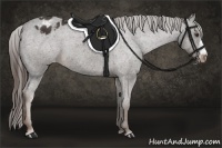 Horse Color:Liver Chestnut Appaloosa 