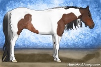 Horse Color:Bay Tobiano Rabicano 