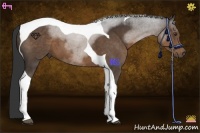 Horse Color:Liver Chestnut Tobiano